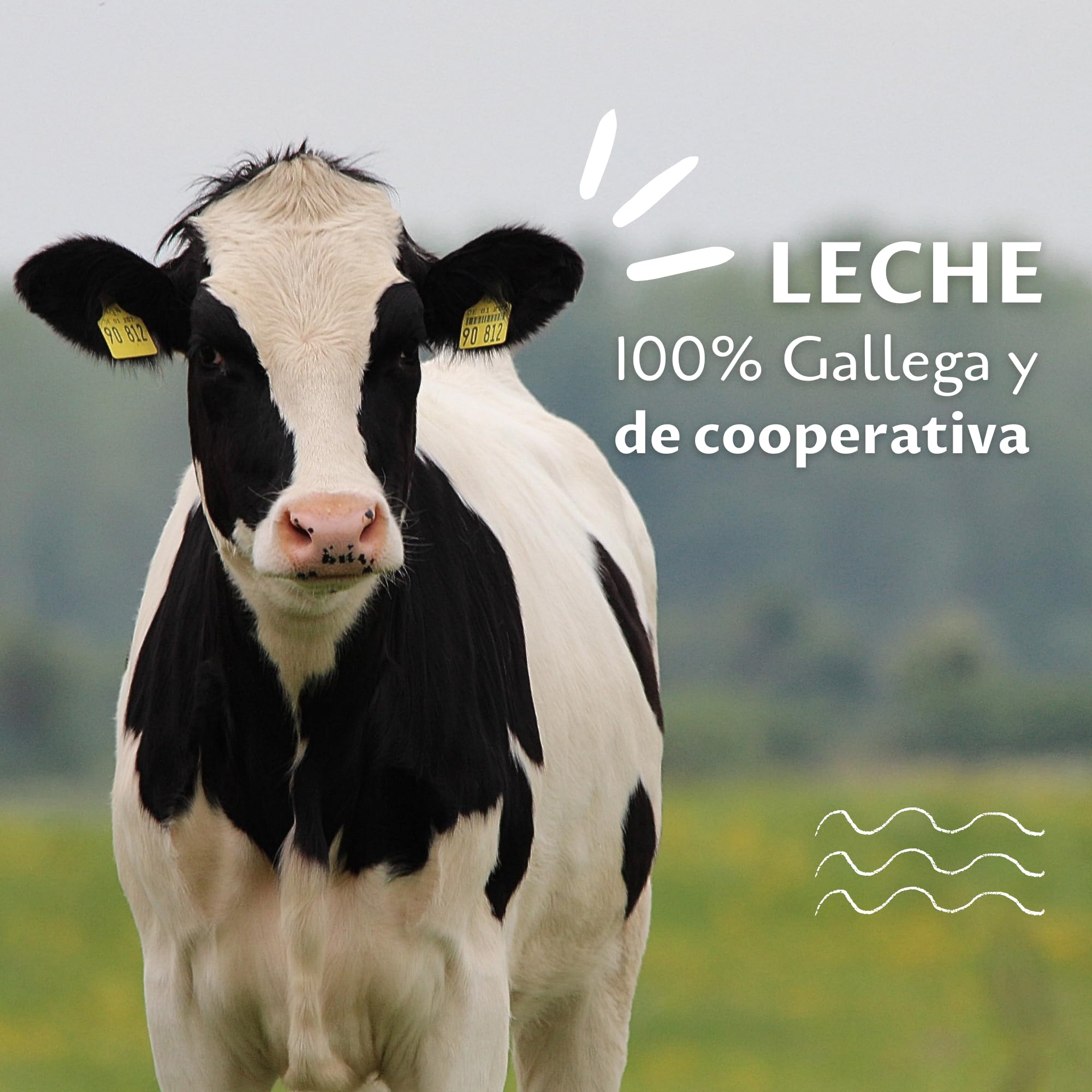 Leche Clesa SemiDesnatada Especial Hosteleria - 6 Botellas de 1,5 Litros - 100% Leche Gallega - 9 Litros Leche Especial profesionales [CLESA]