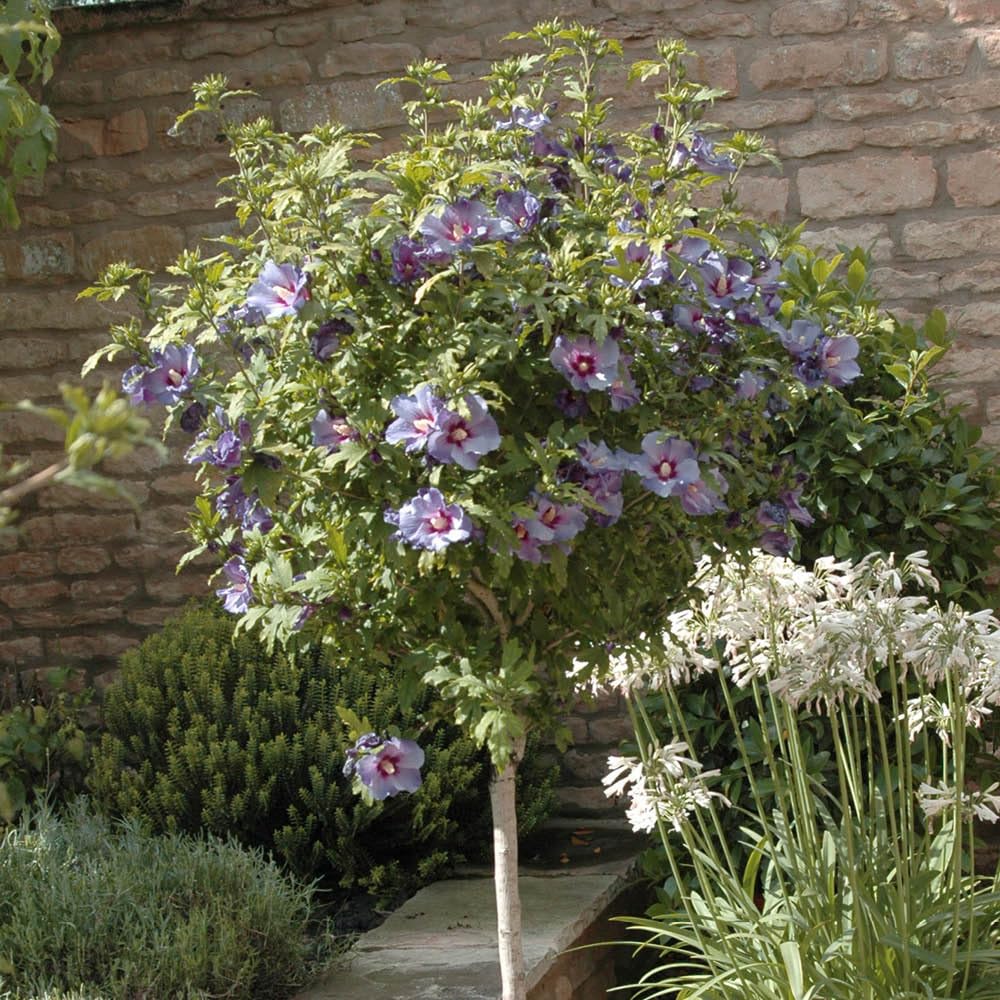 YouGarden Hibiscus 'Blue Chiffon' Standard Tree, Established Tree 90cm-1.2m Tall in a 3L Pot, Ready to Plant