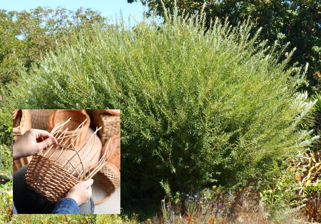 Basket Willow Cuttings to Grow - Used to Make Willow Basket Weaving or Willow Fence- Salix viminalis, Osier Willow (10 Cuttings)