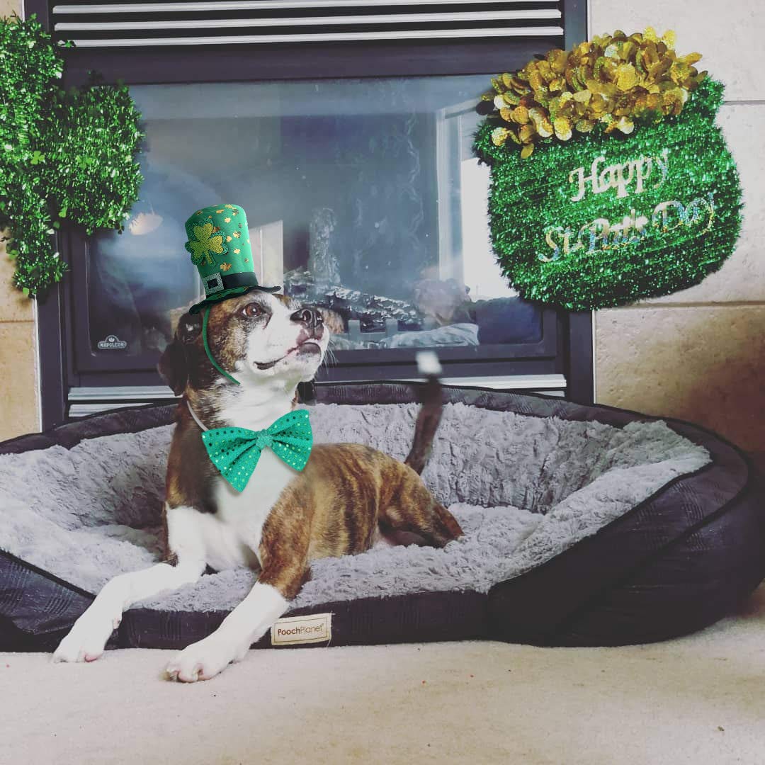 St Patricks Day Dog Costume - St. Patty's Day Doggie Headband and Green Bow Tie Kit