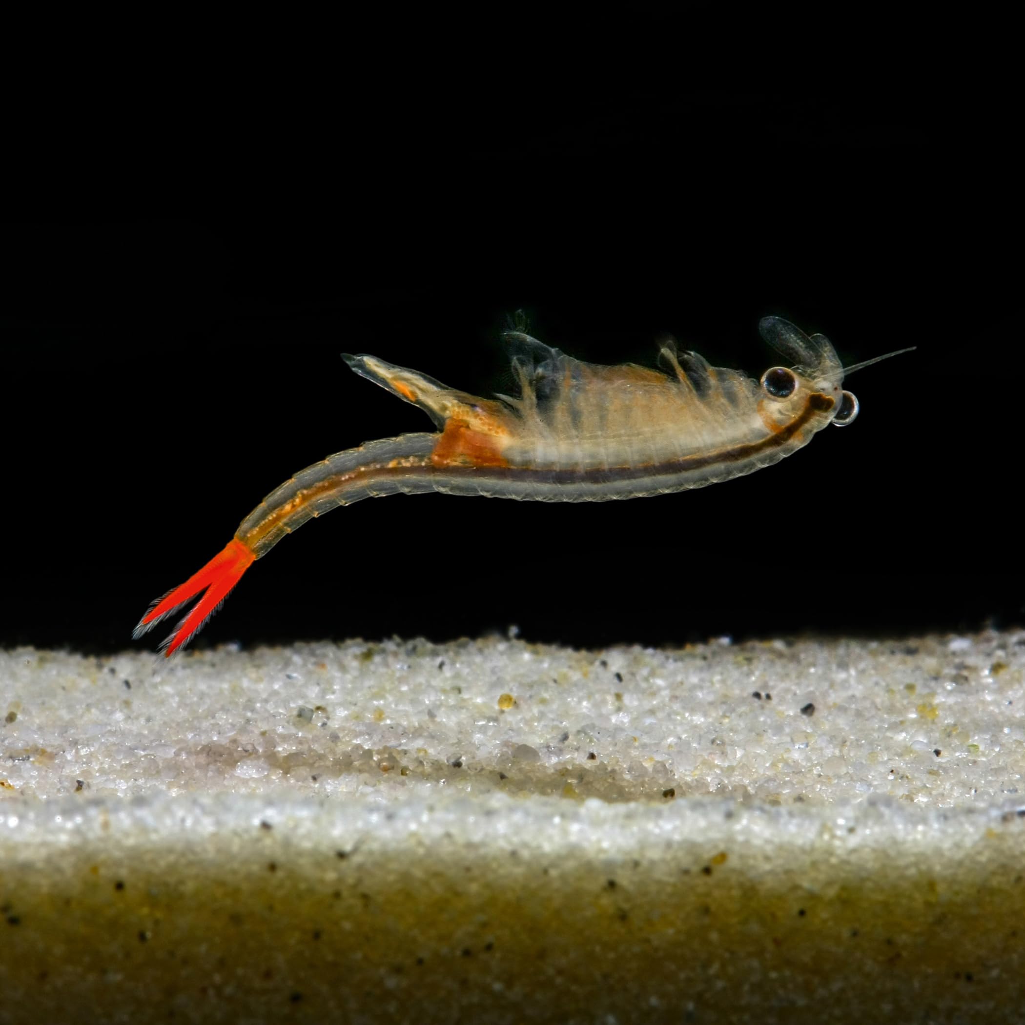 Triops und Feenkrebse Urzeitkrebse Komplettset,6 Liter, Kunststoff Aquarium, Eier, Luftpumpe, Filter, Kescher, Zuchtansatz, Futter und Anleitung