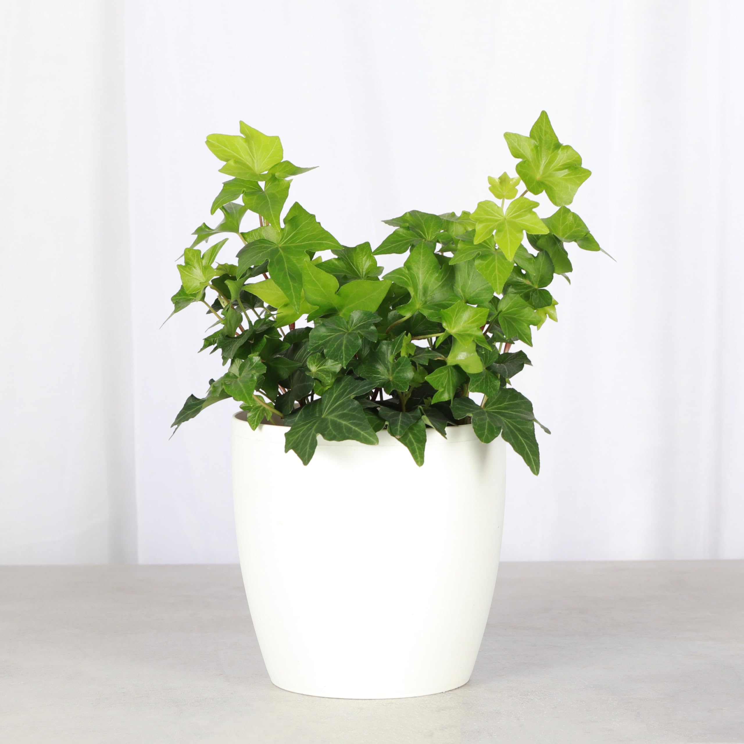 Amazon.com : Thorsen's Greenhouse Live Green English Ivy Plant