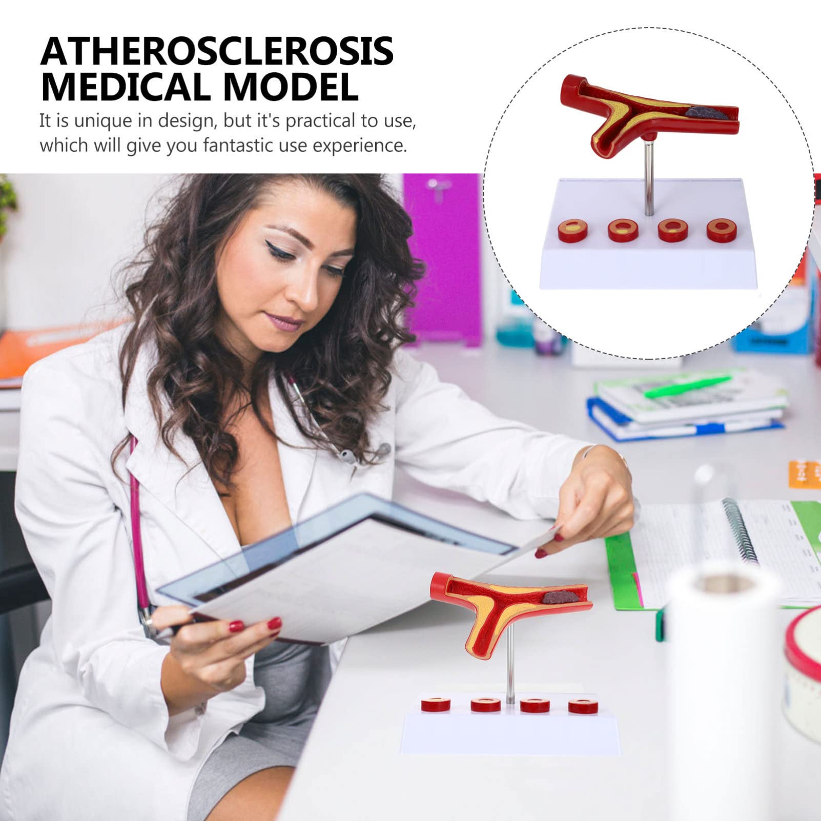 Ciieeo 3 Pezzi Modello Cardiovascolare Strumento Didattico Realistico per Educazione Medica Design e Sicuro per Ospedali e Studenti