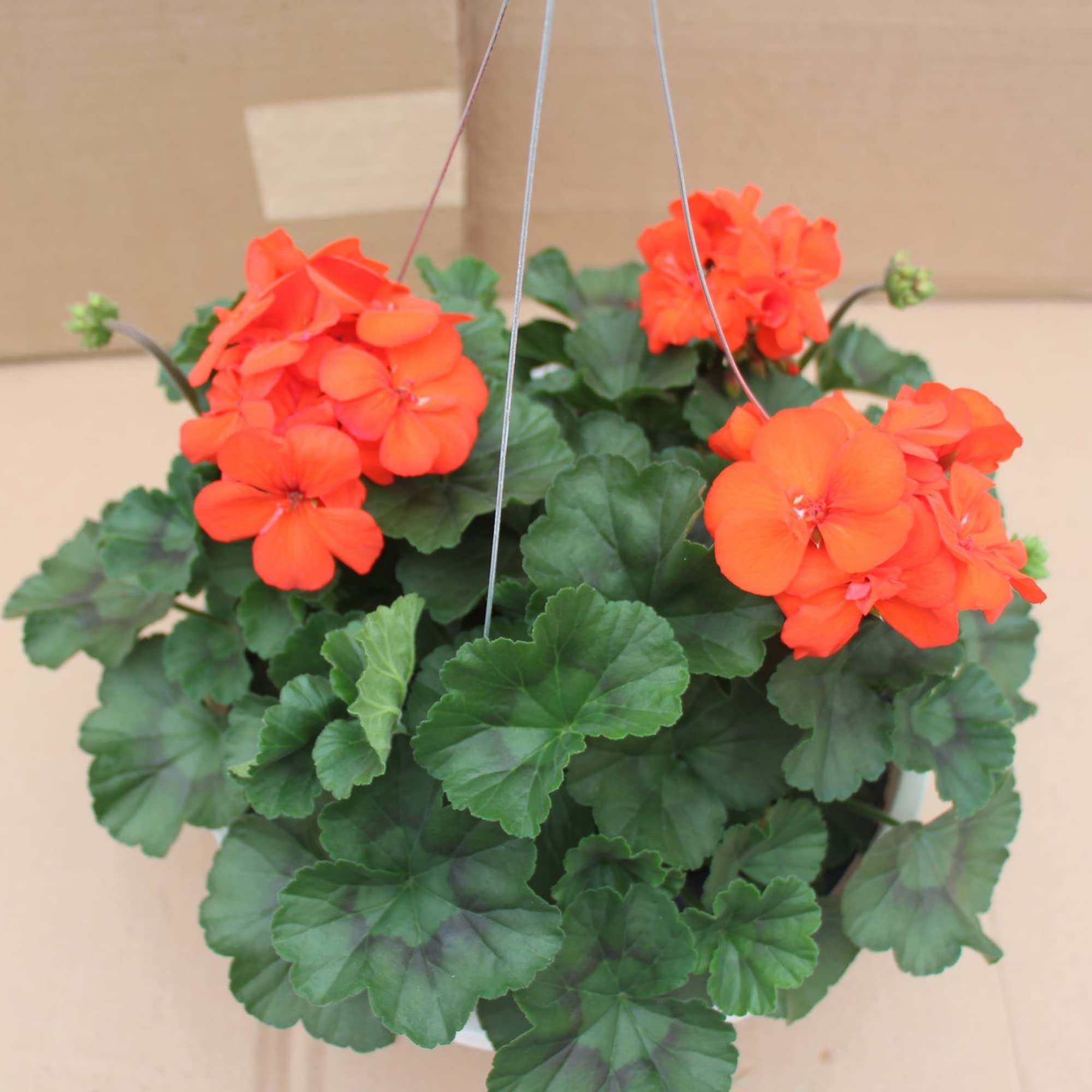 Gurveplantationi Healthy Geranium Live Plant Vibrant Orange Blossoms Indoor & Outdoor home decor for Garden Plant (B0CHBB58R6) Amazon Price History, Amazon Price Tracker