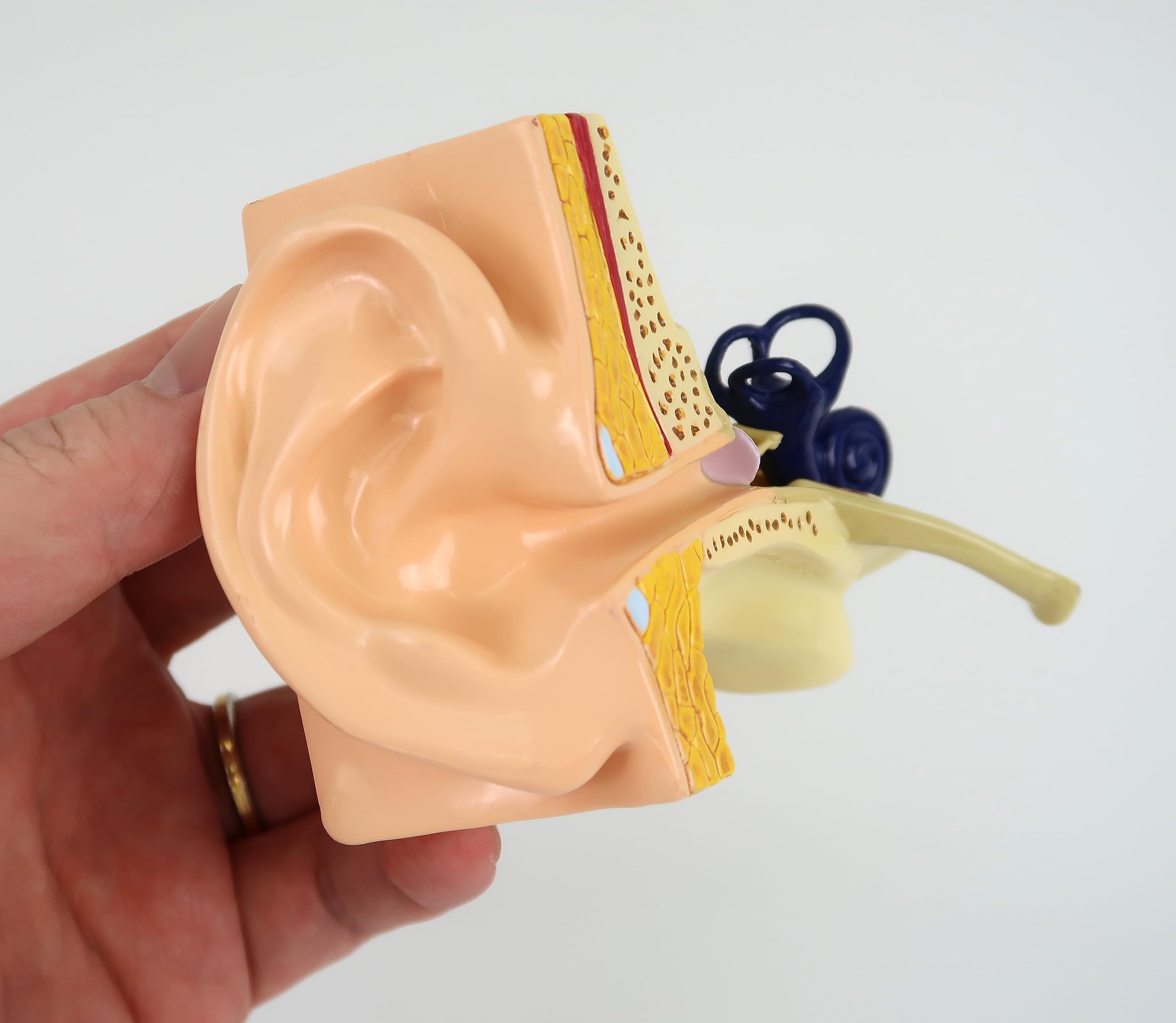 GPI Anatomicals 2250 Modello di Orecchio