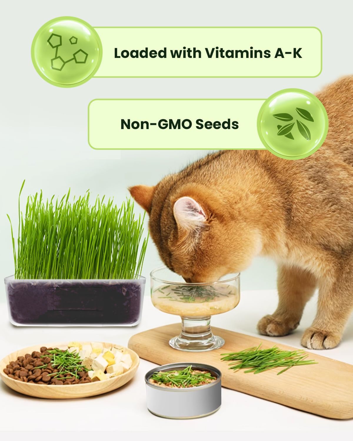 Cat Grass Growing Kit for Indoor CatsF : Amazon.co.uk: Pet Supplies