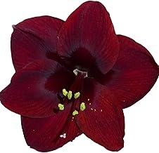 Black Pearl Amaryllis Bulb - Single Blooming Amaryllis, Easy to Grow Bulbs