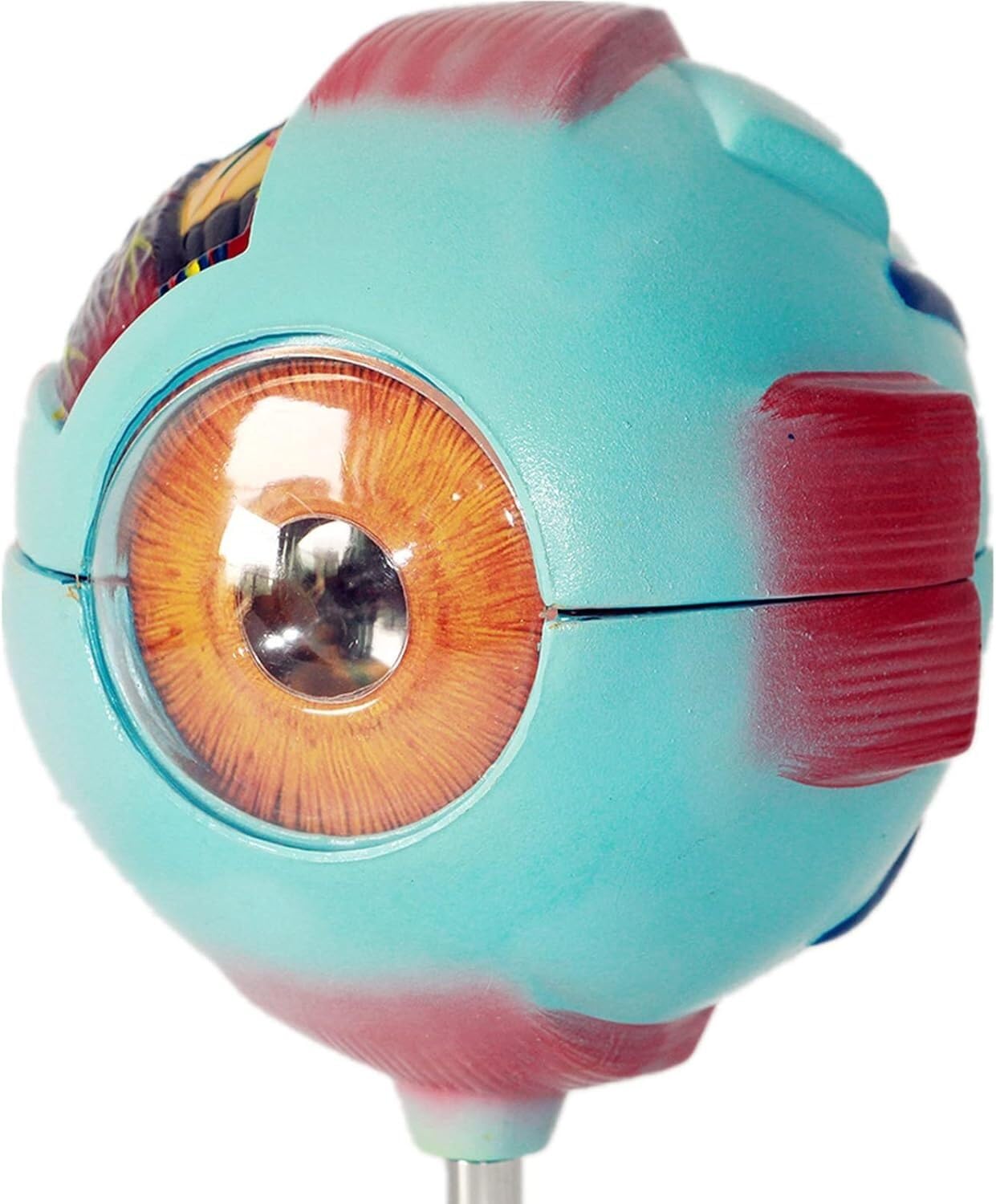 Modèle anatomique du globe oculaire à grossissement 6X, modèle anatomiquement précis du globe oculaire Anatomie du globe oculaire humain, enseignement scolaire et utilisation de la recherche Anatomie