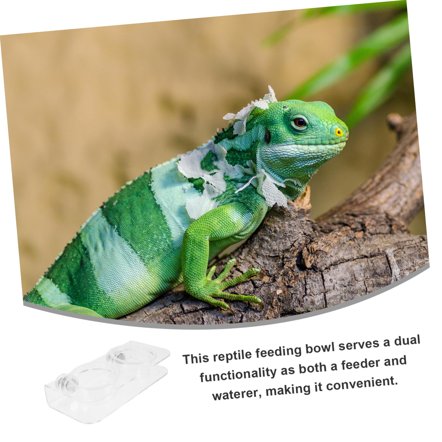 Sosoport 5juegos Taza De Alimentación Magnética para Reptiles Comedero y Bebedero para Geckos y Reptiles Resistente y con Cuencos para Terrarios y Paisajismo