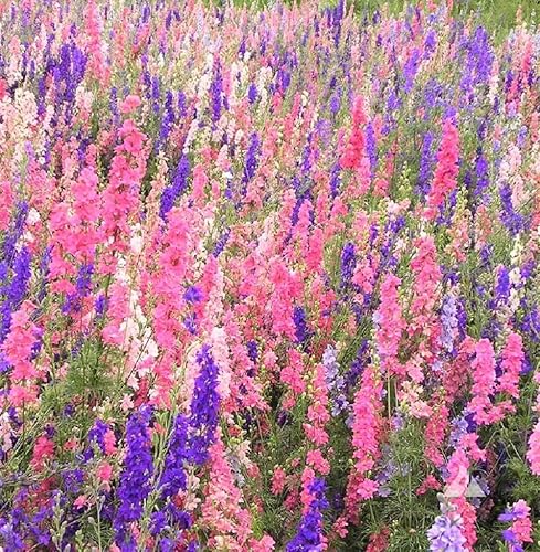 Larkspur, 100 semillas imperiales gigantes recién cosechadas, una gran flor cortada