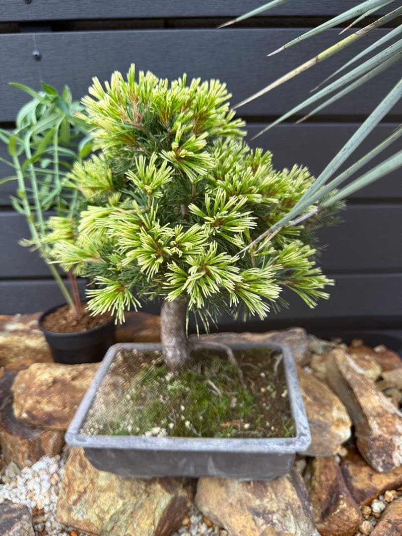 Amazon｜盆栽 五葉松 斑入り 花火 ドライガーデン｜観葉植物