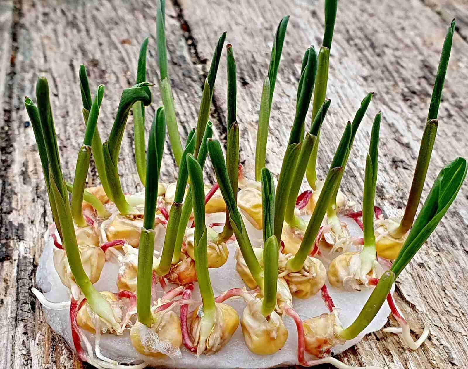 Zucker Mais Samen, Zea mays, "Golden Bantam", uralte Mais Sorte (3000 Samen)