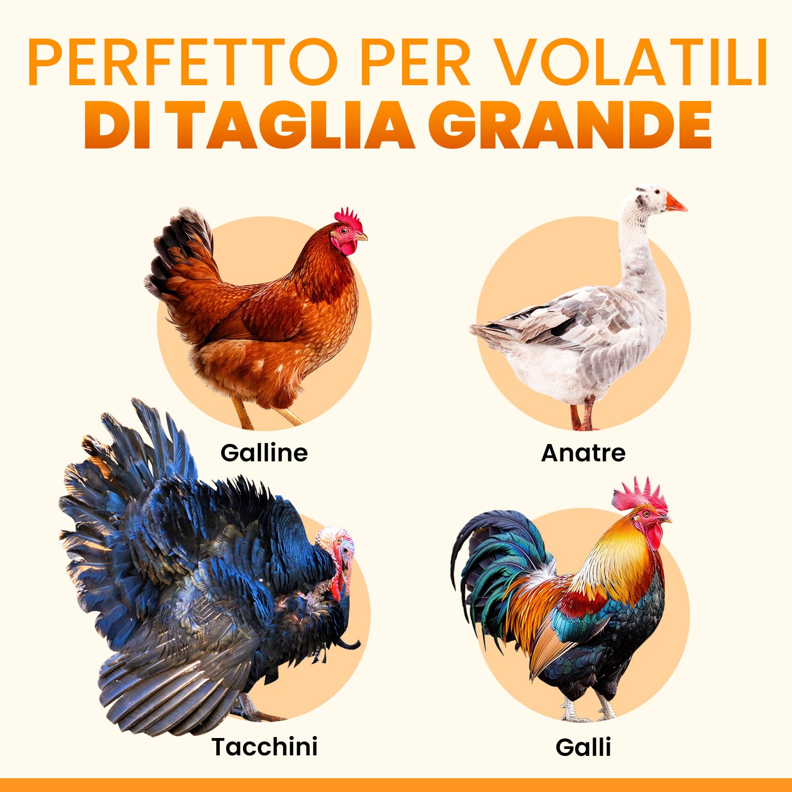 Porta Automatica Pollaio Extra Large Solare – Display LCD, Telecomando, Sensore di Luce, Timer & Funzione Antipizzicamento – Apertura 28,7 x 22,1 cm – Protezione 5 Anni – Nero - Okköbi