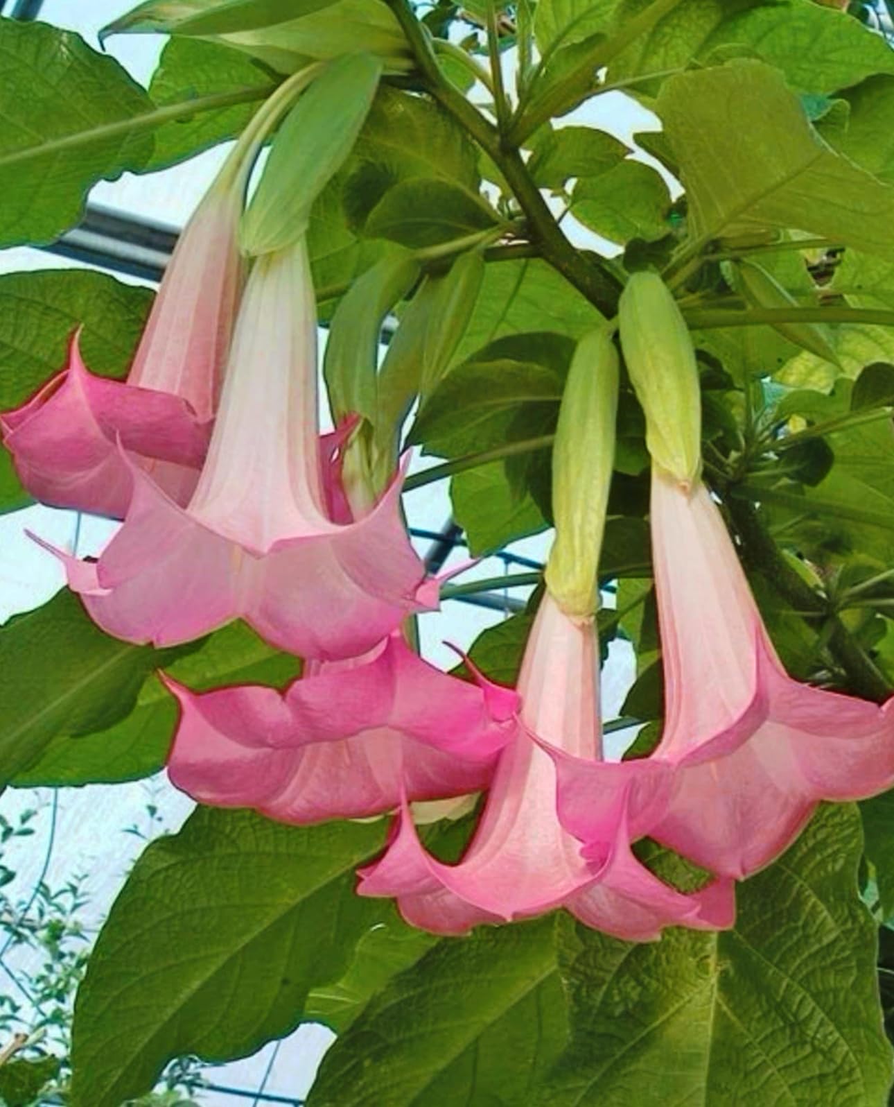 Painted Lady Brugmansia