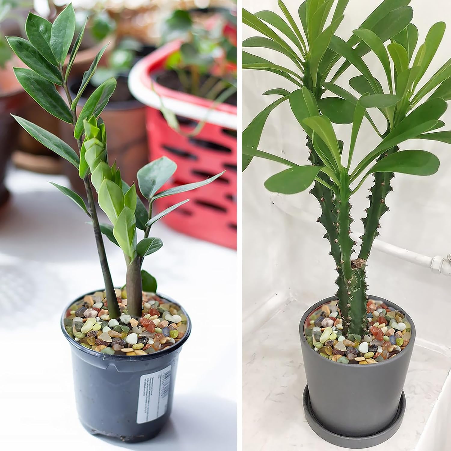 20LB Colorful Pebbles for Succulent, 3/8 Inch Natural River Rocks for Plants, Natural Decorative Polished Pebbles for Cactus,Vases, Planters,Outdoor Gardening and Indoor Plants