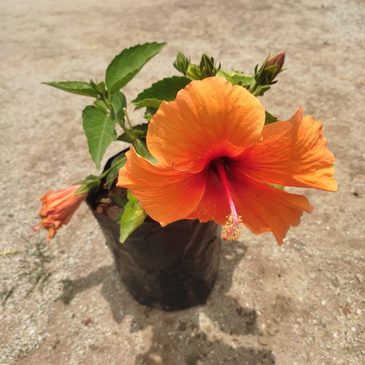 Generic Live Hibiscus Shoeblackplant Gudhal Orange Flower Plant