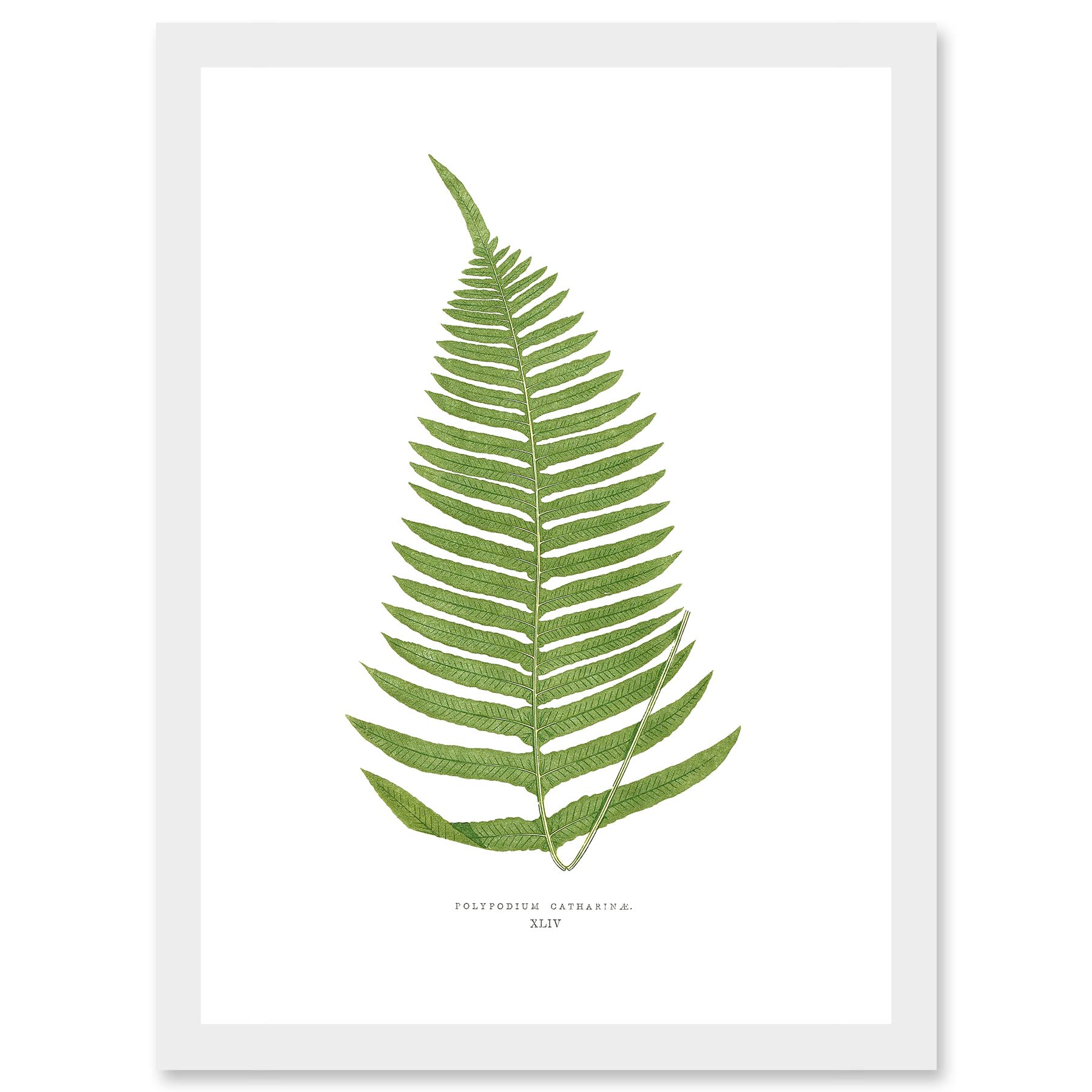 Wee Blue Coo Fern Polypodium Catharinae Nature Plant Life Botanical Artwork Framed Wall Art Print A4
