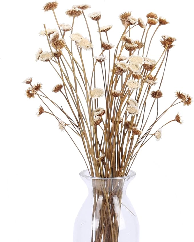 XHXSTORE 60 Pcs Natural Dried Flowers Bouquet Mini Head Dried Flowers Stems Bulk