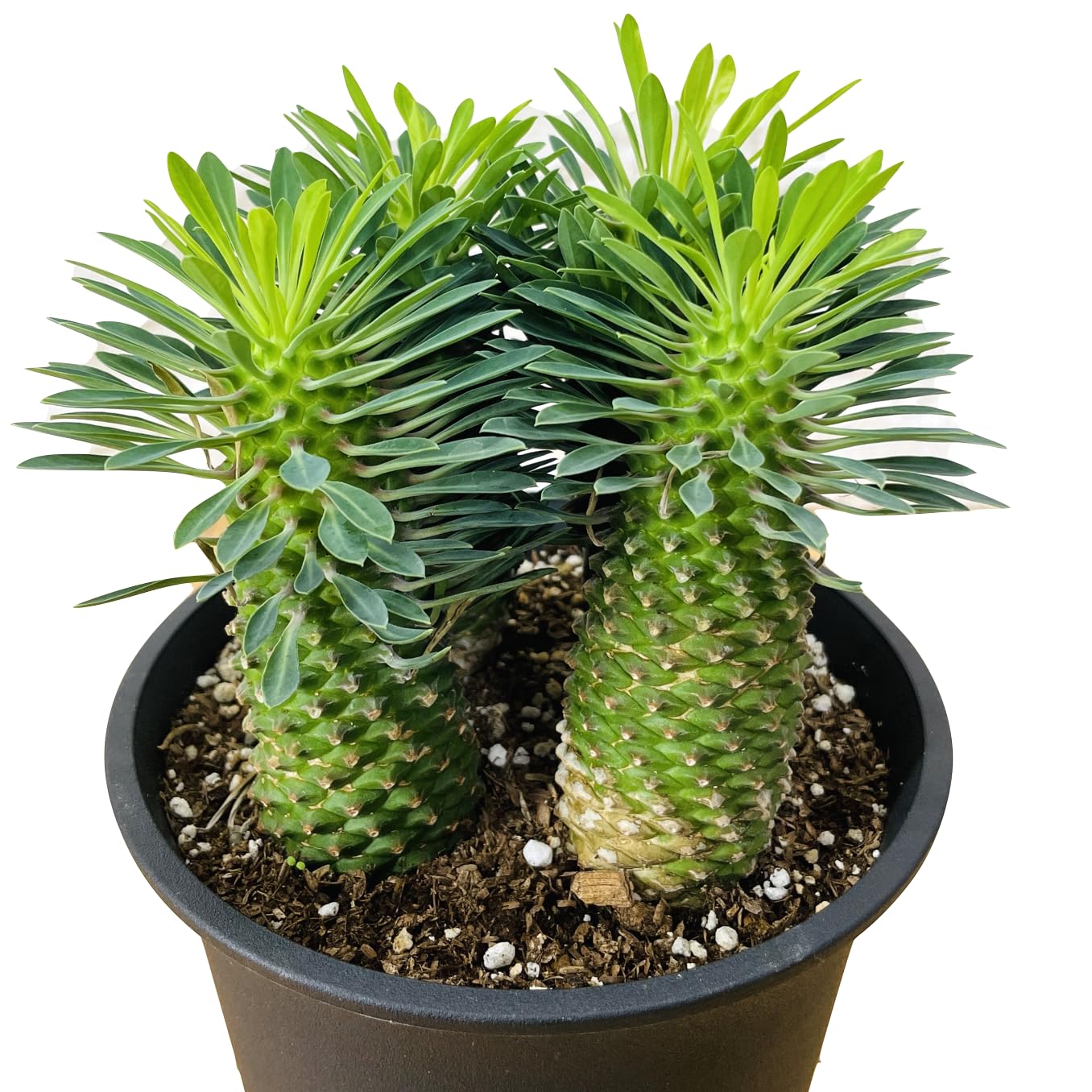 Amazon｜観葉植物 ユーフォルビア ソテツキリン 鉢植え パイナップル 