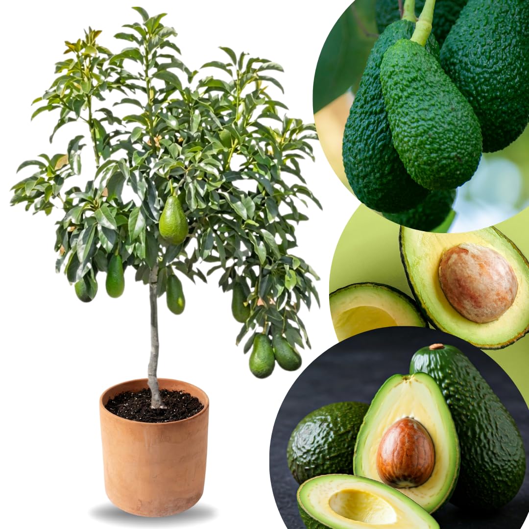 TAZGO Super Hass Dwarf Avocado