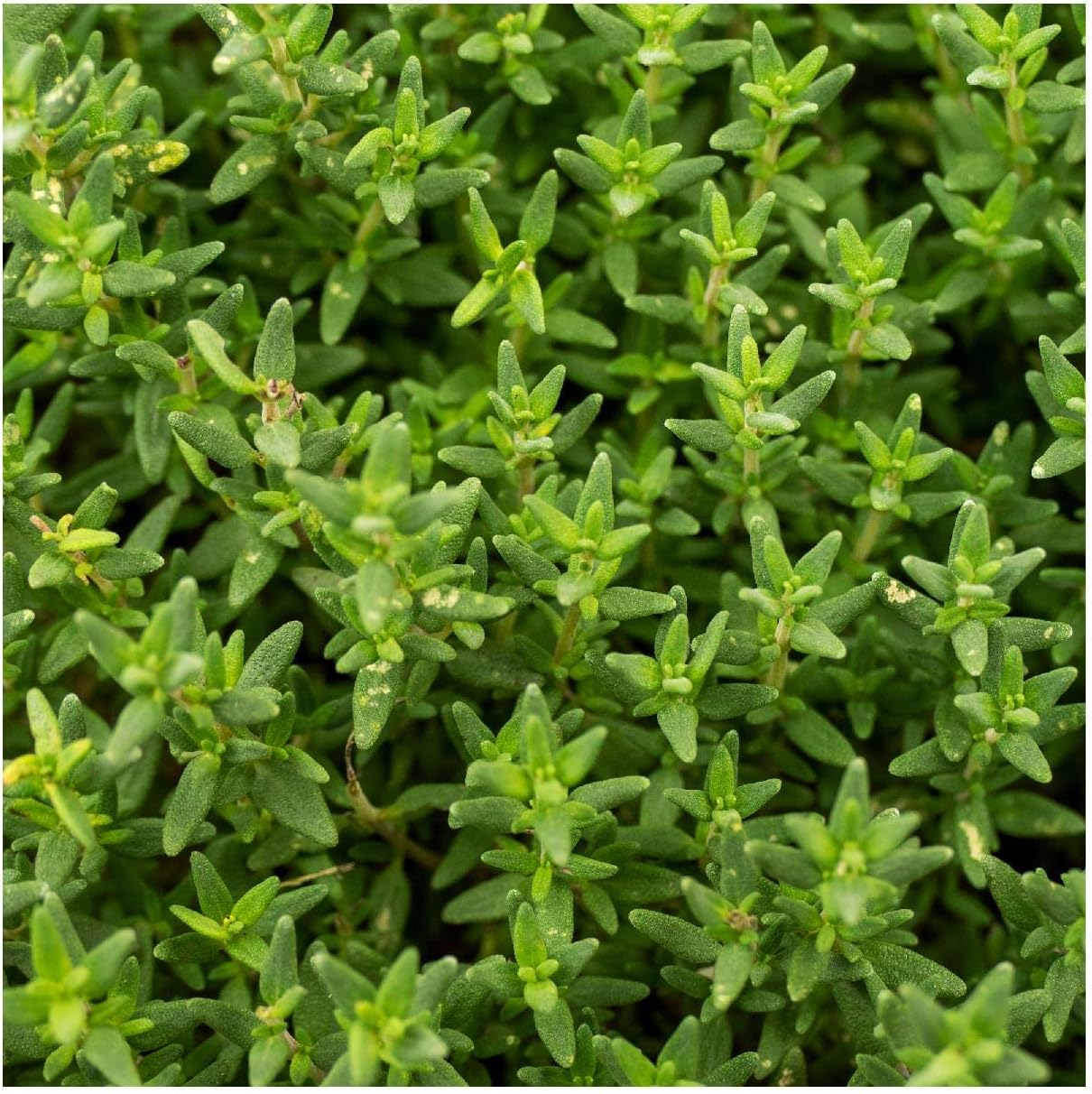 Everwilde Farms - 1/4 Lb Common Thyme Herb Seeds - Gold Vault