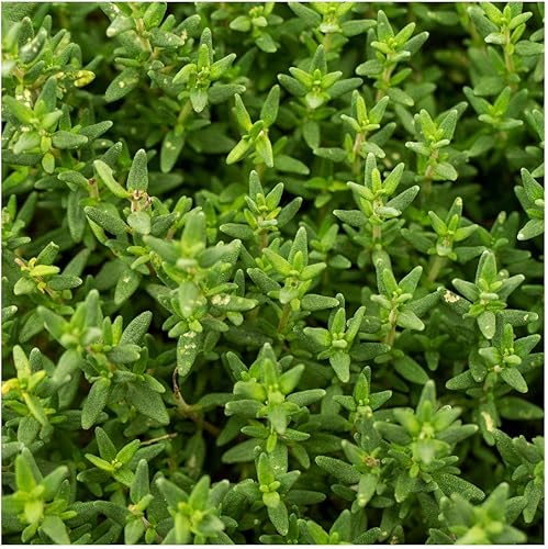 Miniatura 3 de Everwilde Farms - 500 semillas de hierbas orgánicas de tomillo inglés - Paquete Gold Vault