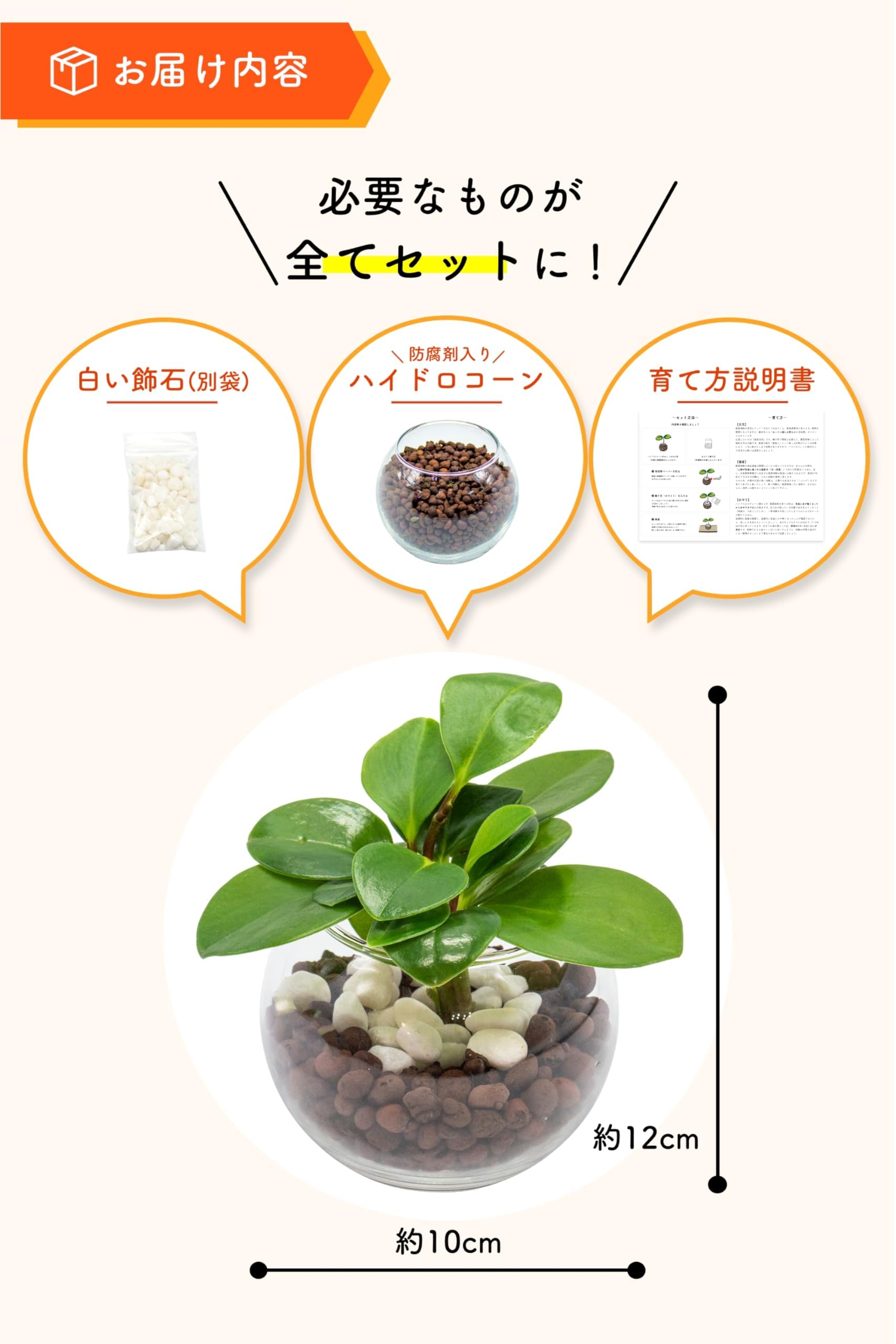 レアペペロミア5点セット♡ 観葉植物 室内 ミニサイズ Amazon｜[ miipas ] ペペロミア ハイドロカルチャー 観葉植物 本物