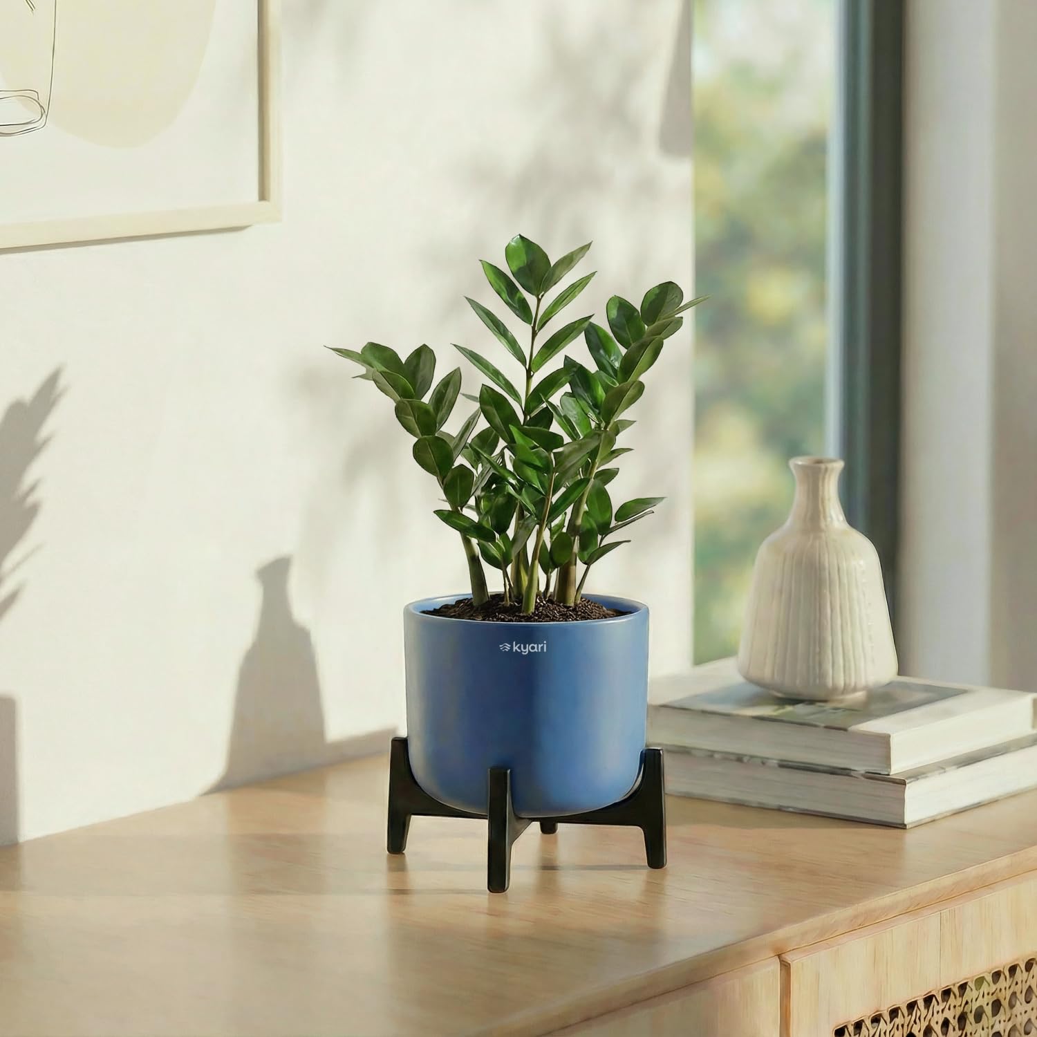 Kyari Zamia ZZ Plant - Large Indoor Air Purifier -1