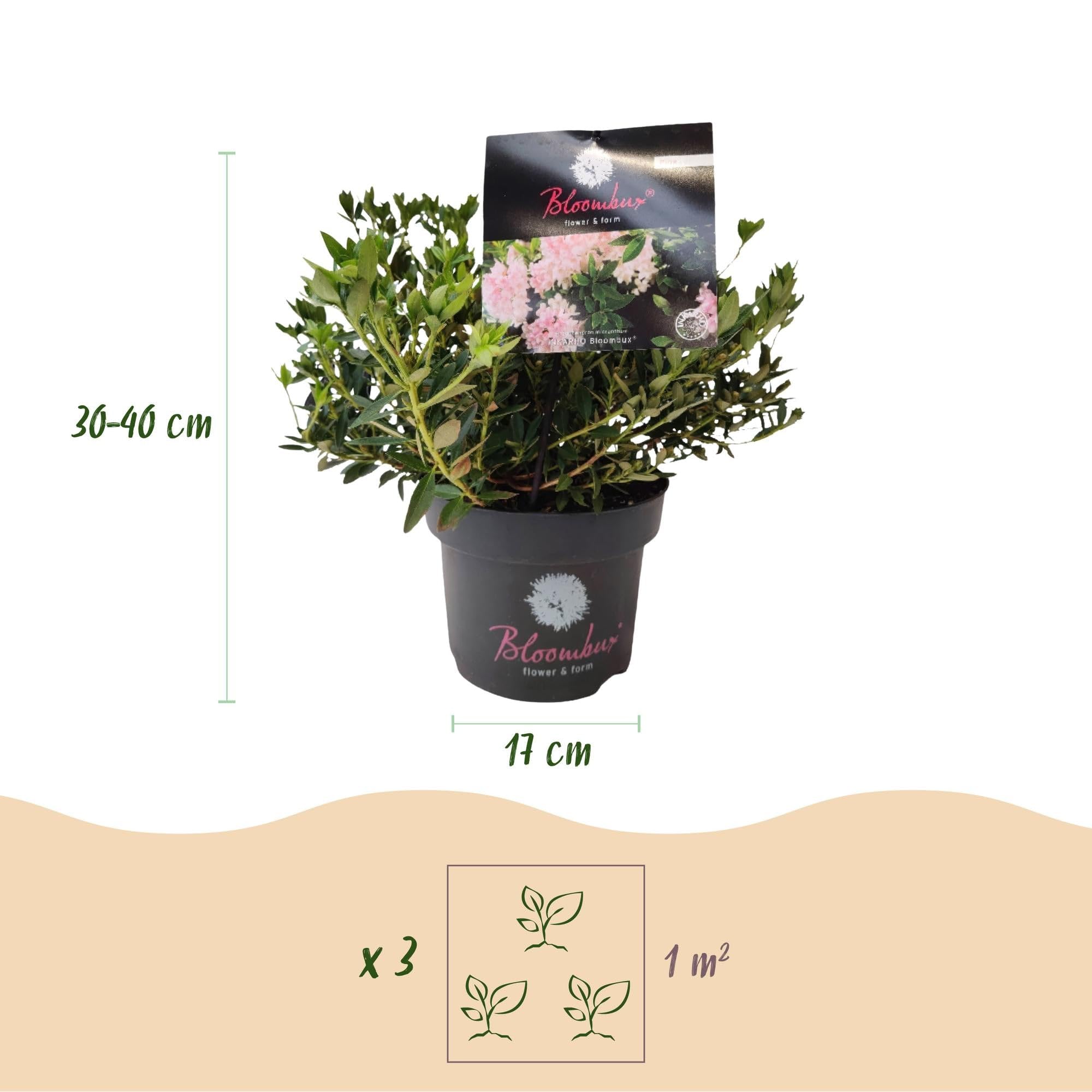 Rhododendron Bloombux Light Pink Zwerg-Rhododendron als 6 Pflanzen 30-40 cm