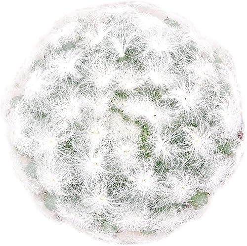 SUCCULENTS BOX Colección única de plantas de cactus vivas, Mammillaria Plumosa 'Feather Cactus' (4 pulgadas), seleccionadas a mano, variedades raras