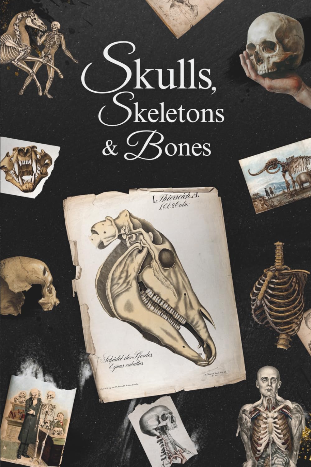 Skulls, Skeletons and Bones: An Artist's Anatomy Reference Book for Drawing the Human Figure and Animal Skulls - Medical Photography and Symbolism - A Guide for Design, Digital Art, Sketching, and Collage with Vintage Illustrations and Science Inspiration      Paperback – November 8, 2025