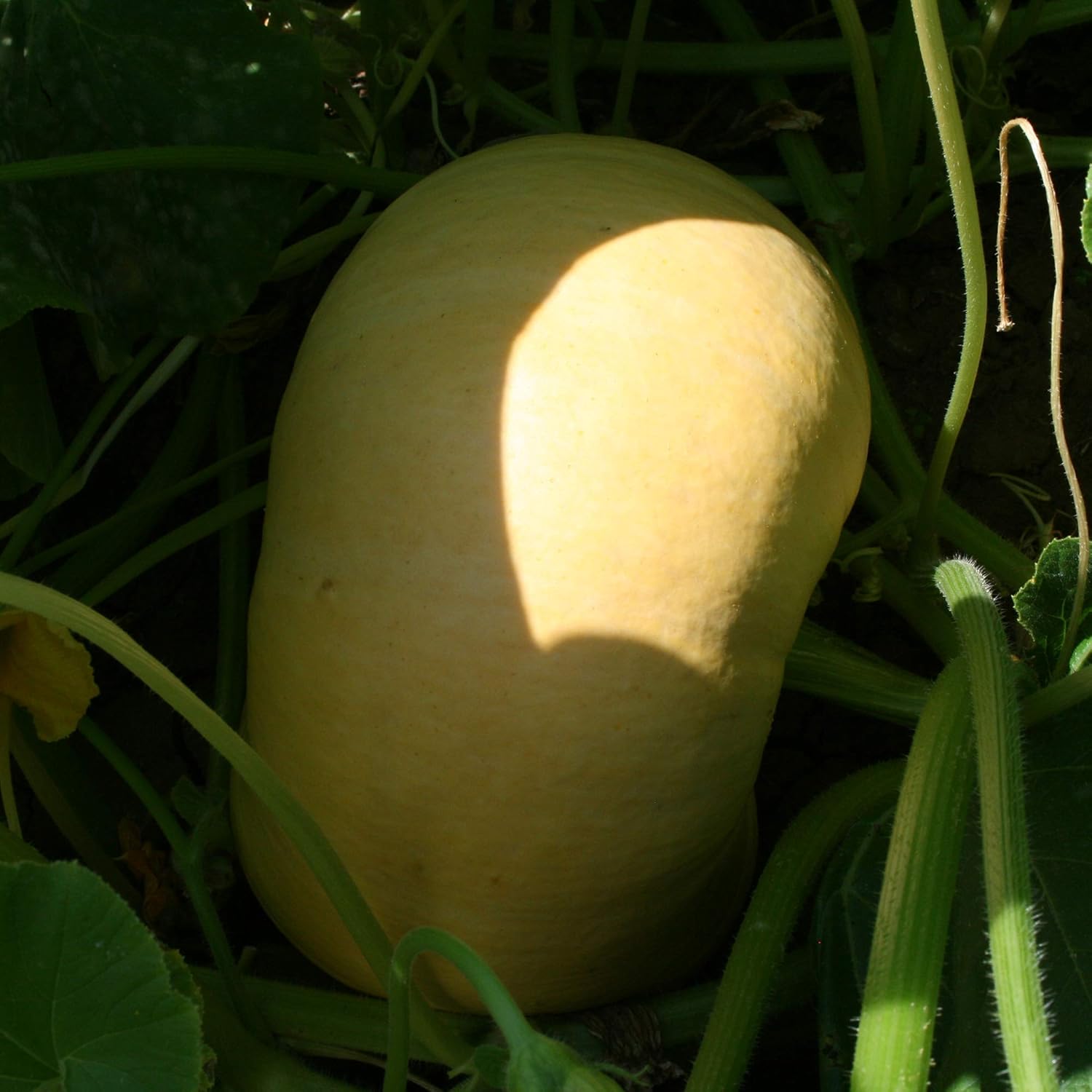 Pumpkin Seeds Yellow Paris 5 Lb 18,000 Seeds