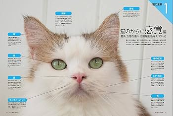 ネコ♪様確認用 ねこ♡様ご確認用ページ☆ 【公式通販】