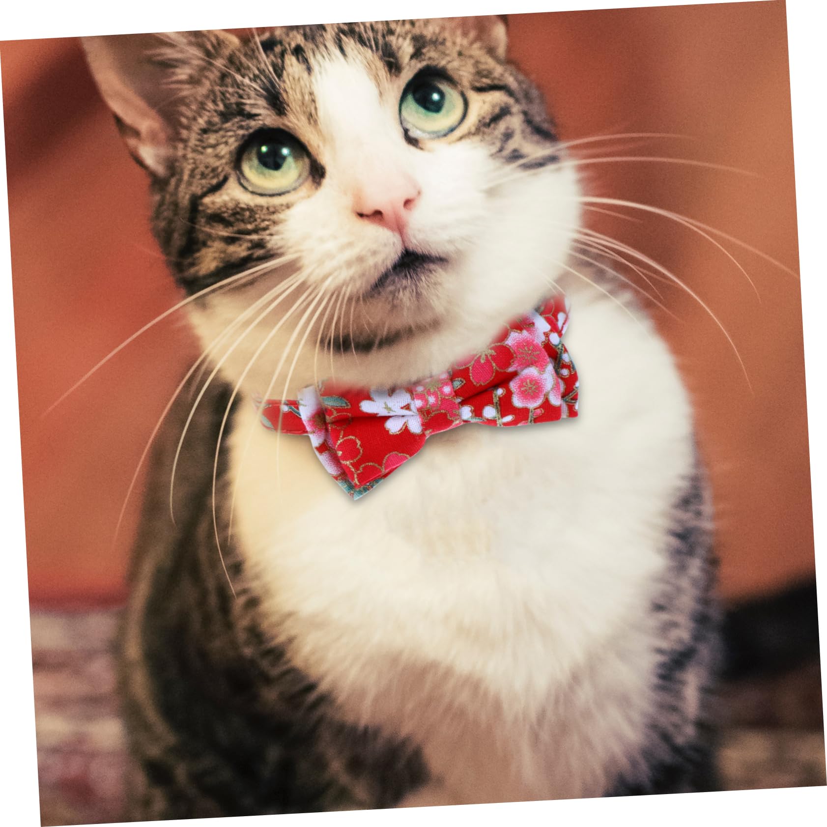 Mipcase 9pièces Collier pour Chat Réglable avec Clochette Et Nœud Fleurs De Parfait pour Animaux De Compagnie Lors des Fêtes Et Événements Spéciaux