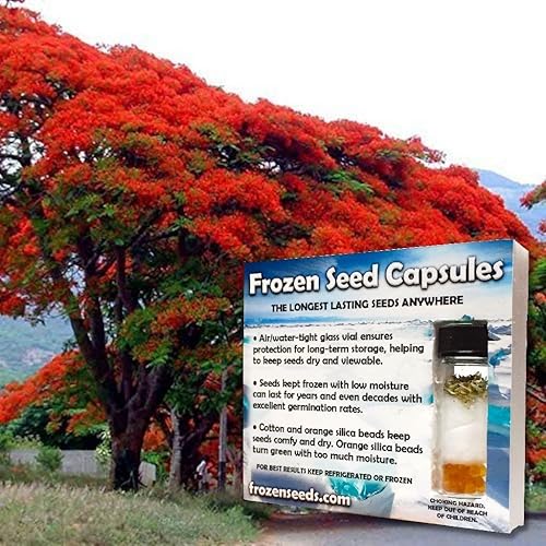 Miniatura 3 de Royal Poinciana Tree Seeds (Delonix regia) Más de 3 semillas de árbol tropicales raras empaquetadas en cápsulas de semillas congeladas para el
