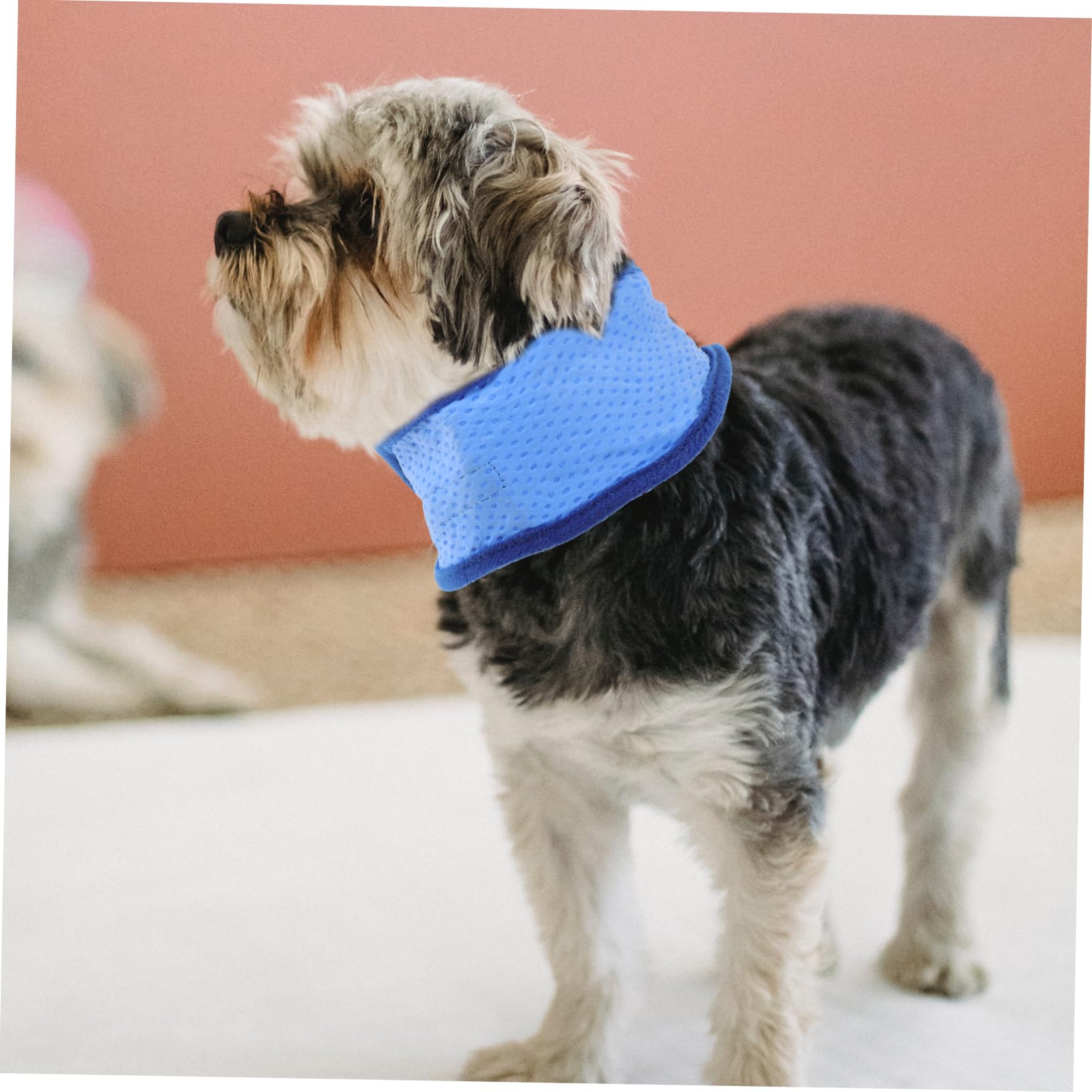 Sosoport 6stücke Pet Kühlhalsband Atmungsaktives Selbstkühlendes Material Für Hunde Kühlung Für Heiße Sommertage Für Kleine Bis Mittelgroße Haustiere