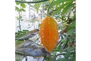 Jamaican Cerasee Seeds - Health Benefits Unraveled: A Gardener's Guide