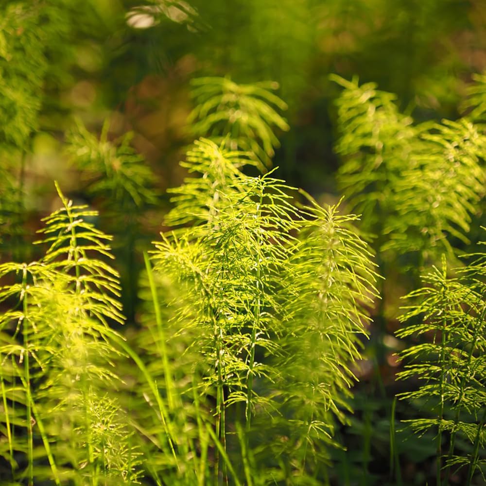 50 Pc Semillas De Cola De Caballo De Invierno, Plantas Decorativas, Plantas Resistentes Para El Jardín, Equisetum Hyemale, Decoración Salón, Acuario Plantas Hierbas Semillas Plantas