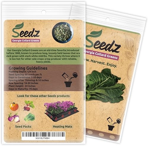 Miniatura 2 de Semillas de col orgánica, APPR. 125, Georgia Collard Greens, semillas vegetales tradicionales, orgánicas certificadas, sin OMG, no híbridas, EE. UU