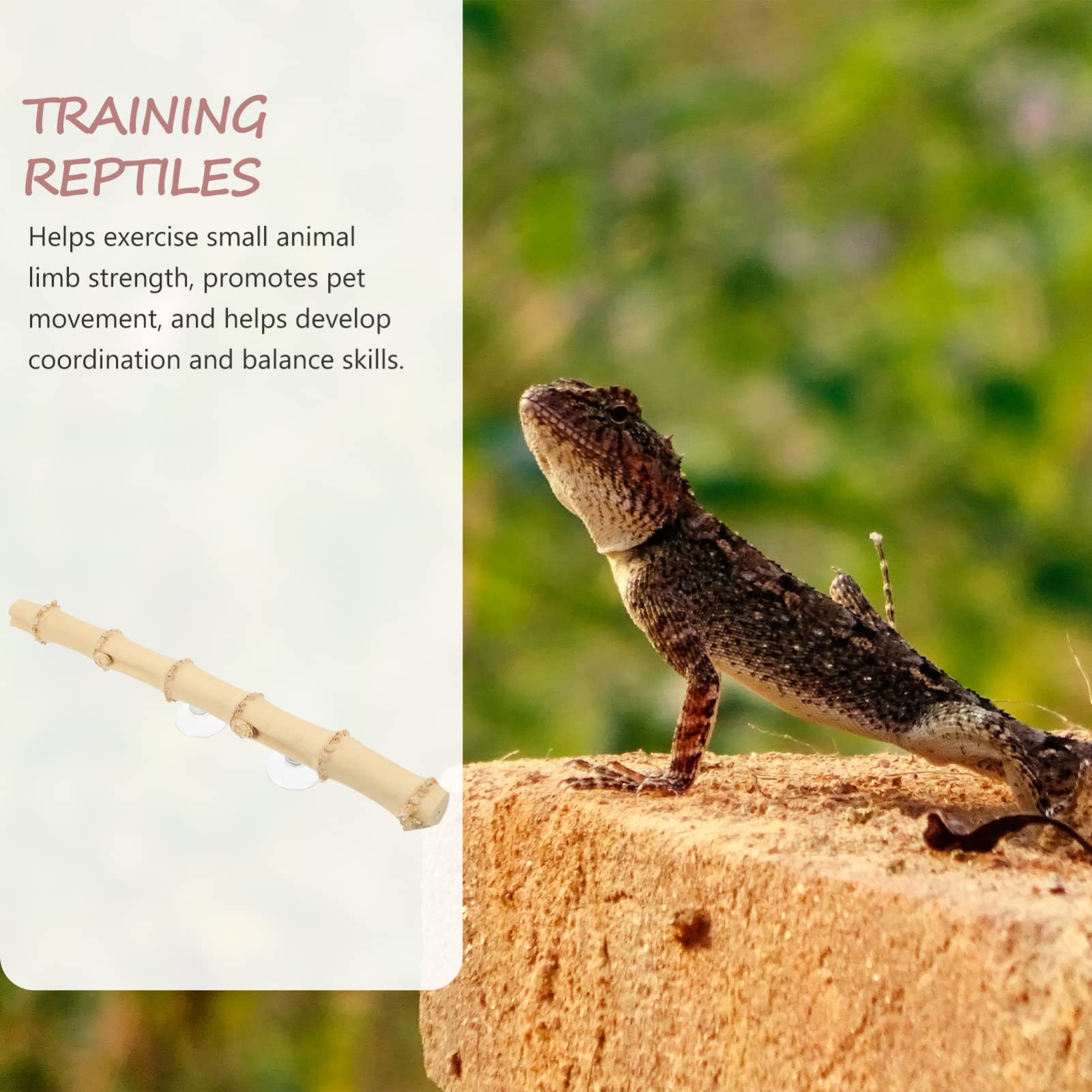 Happyyami 4piezas Rama De para Reptiles Juguete para Barbudos Suministro De Lizard Accesorios para Terrario