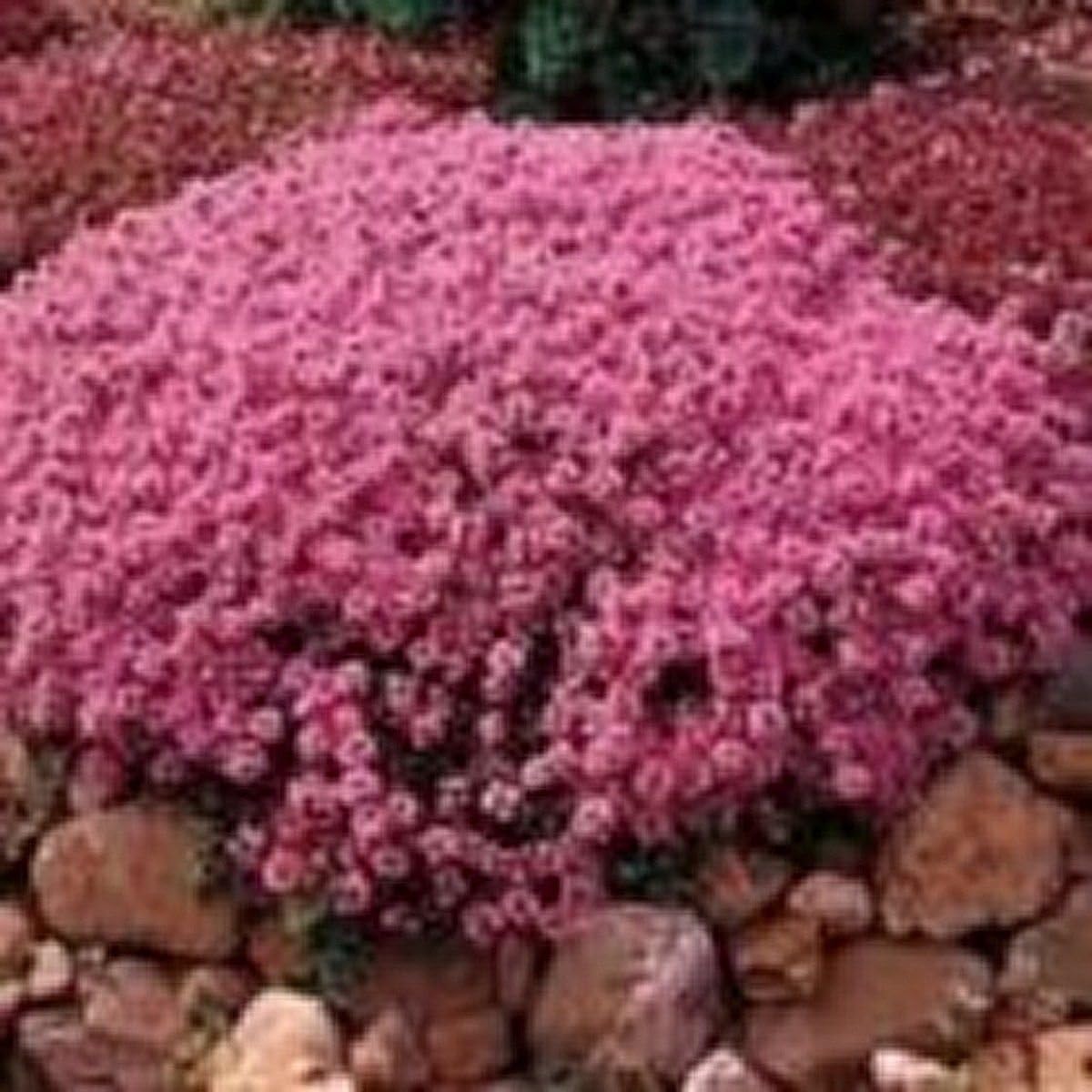 Kriechender Thymian (Thymus serpyllum Mutter Thymian) 200 Samen Amazon.de Garten