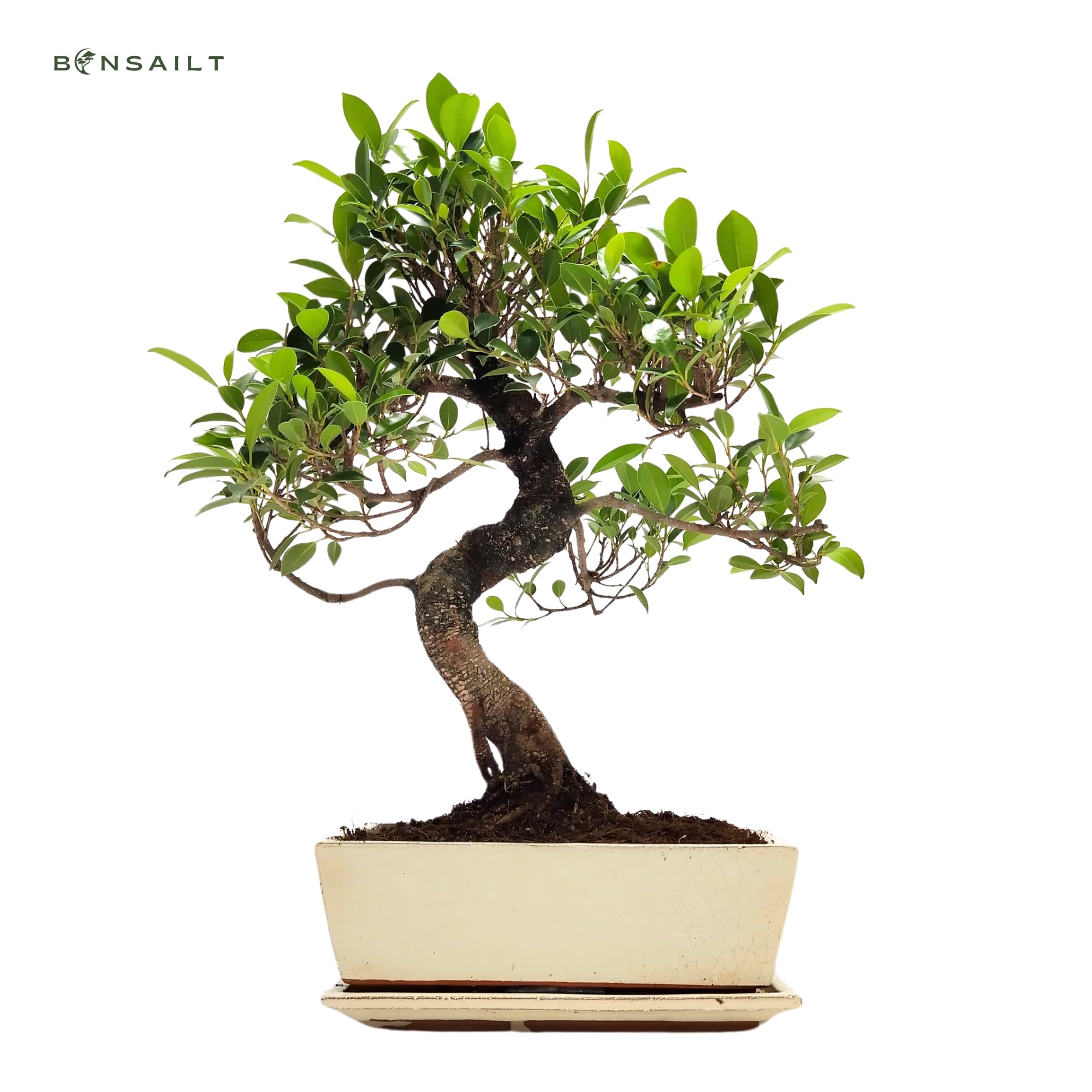 Bonsaï Ficus en pot céramique 45-50 cm plante intérieur cadeau