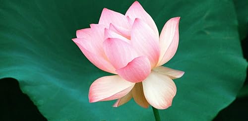 1037 Flowers Wallpapers
