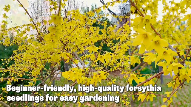 Amazon.com : 1 Lynwood Gold Forsythia Plant Live, Yellow Forsythia