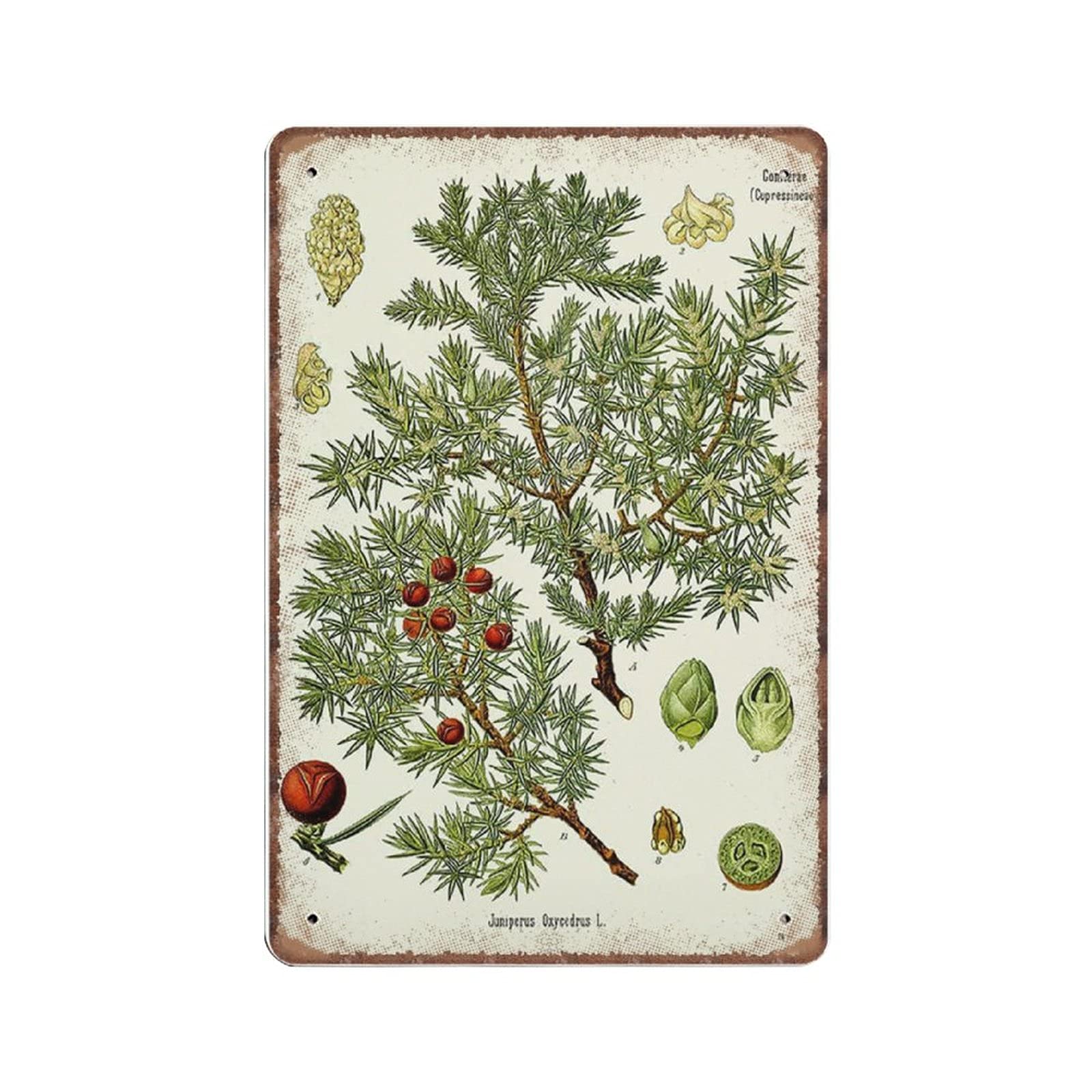 rayprint Vintage Juniper Plant Tin Signs - Juniperus Oxycedrus - Prickly Juniper - Old Botany Funny Metal Sign Plaqu Poster Wall Art Pub Bar Kitchen Garden Bathroom Home Decor, 20x30 cm