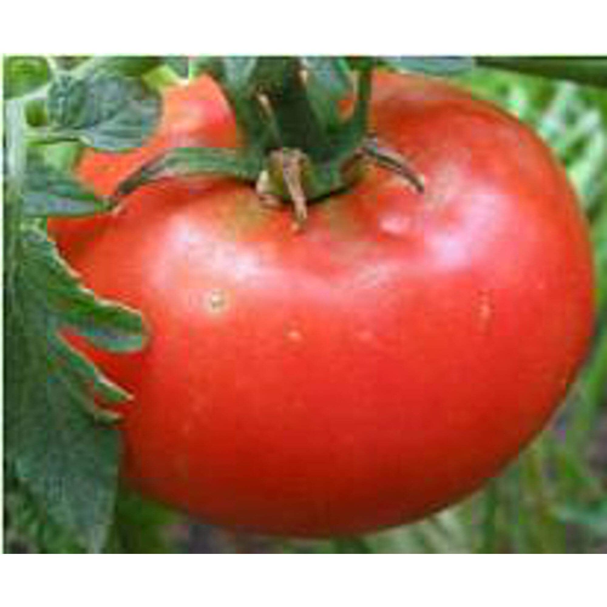 Early Bird Tomato Seeds (((50 Seed Packet))) (More Heirloom, Non GMO, Vegetable, Fruit, Herb, Flower Garden Seeds at Seed King Express)