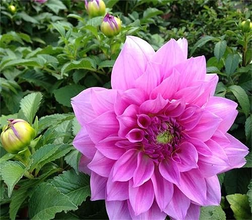 Miniatura 2 de Semillas de flores de dalia de colores de mezcla hermosas raras 100PCS