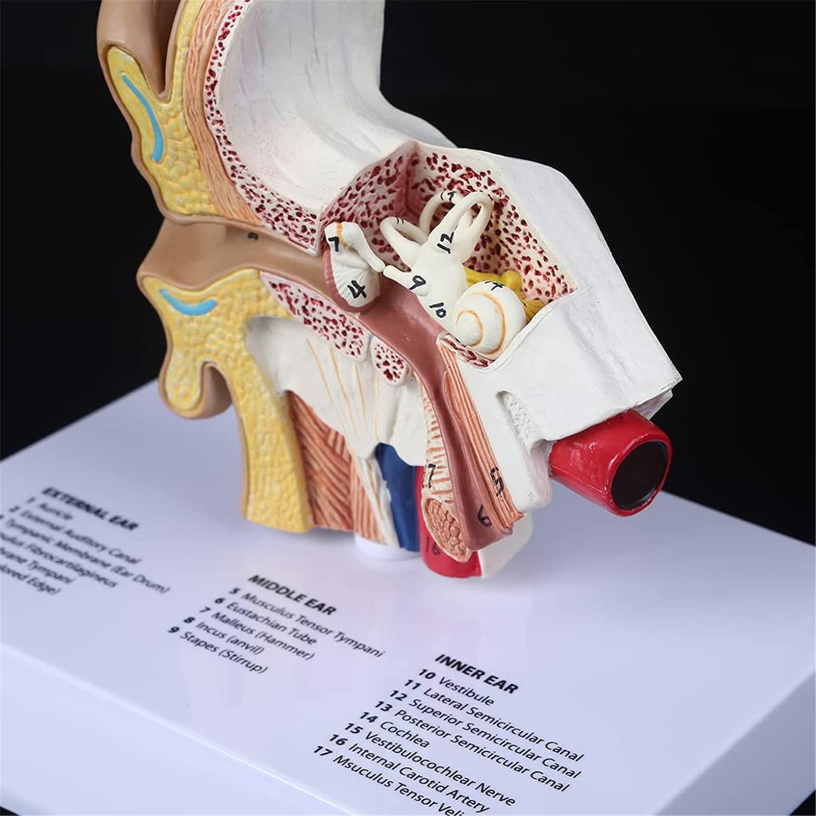 Modello di Orecchio Umano a grandezza Naturale 1,5 Volte, Modello anatomico ingrandito dell'orecchio, Strumento di visualizzazione per Lo Studio anatomico, Materiale didattico scientifico professiona