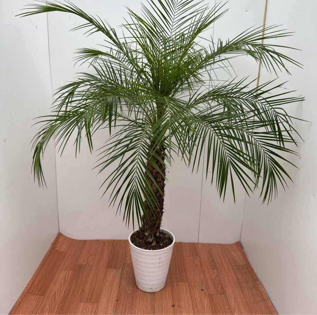 ソテツの植木　取りに来ていただける方へ ソテツの植木 取りに来ていただける方へ