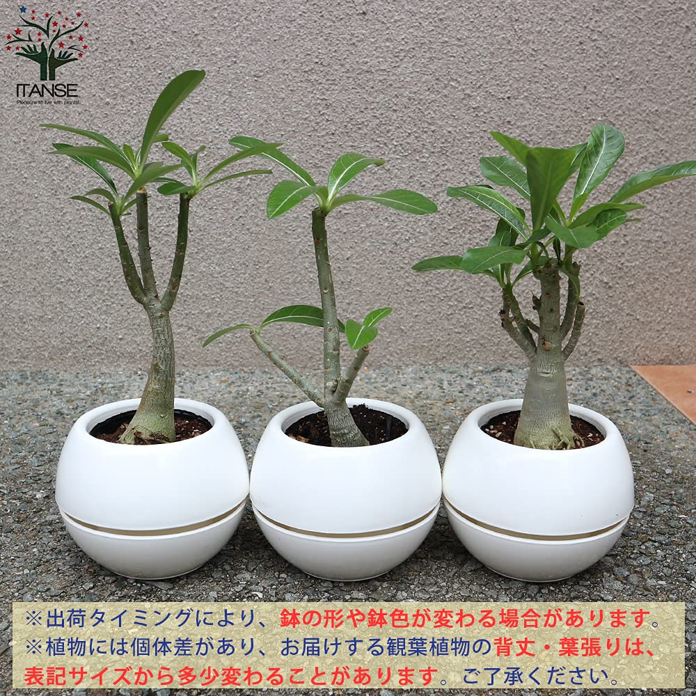 Amazon｜ITANSE アデニウム オベスム 4号 1個売り 観葉植物 塊根